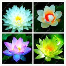 Load image into Gallery viewer, lotus flower,lotus seeds,Aquatic plants Water Plants water lily flower seeds plant for home garden