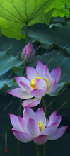 Load image into Gallery viewer, lotus flower,lotus seeds,Aquatic plants Water Plants water lily flower seeds plant for home garden