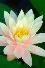 Load image into Gallery viewer, lotus flower,lotus seeds,Aquatic plants Water Plants water lily flower seeds plant for home garden