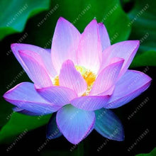 Load image into Gallery viewer, lotus flower,lotus seeds,Aquatic plants Water Plants water lily flower seeds plant for home garden