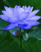 Load image into Gallery viewer, lotus flower,lotus seeds,Aquatic plants Water Plants water lily flower seeds plant for home garden