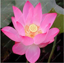 Load image into Gallery viewer, lotus flower,lotus seeds,Aquatic plants Water Plants water lily flower seeds plant for home garden