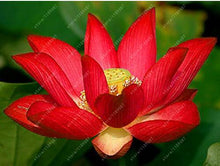 Load image into Gallery viewer, lotus flower,lotus seeds,Aquatic plants Water Plants water lily flower seeds plant for home garden