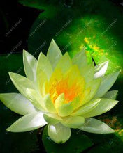 Load image into Gallery viewer, lotus flower,lotus seeds,Aquatic plants Water Plants water lily flower seeds plant for home garden
