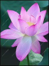 Load image into Gallery viewer, lotus flower,lotus seeds,Aquatic plants Water Plants water lily flower seeds plant for home garden
