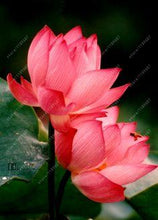 Load image into Gallery viewer, lotus flower,lotus seeds,Aquatic plants Water Plants water lily flower seeds plant for home garden
